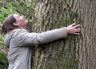 Wellness aus dem Westerwald – Gesund und schön durch Blätter, Blüten und Bäume